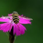 Pinkes winzigkleines Blütchen (2) - Heide Nelke