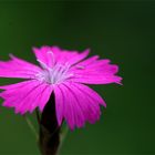 Pinkes winzigkleines Blütchen - Heide Nelke