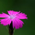 Pinkes winzigkleines Blütchen - Heide Nelke