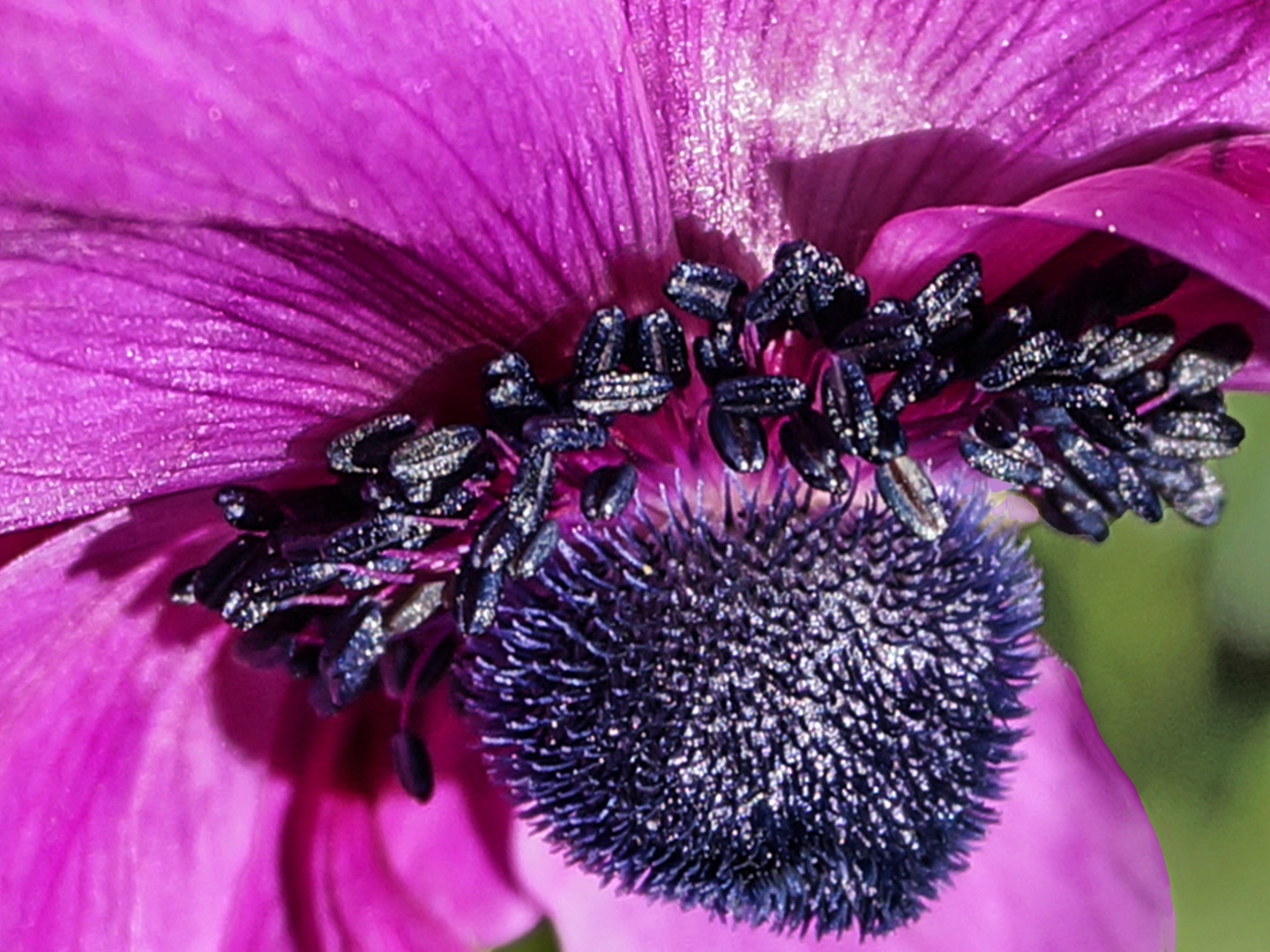 Pinkfarbene Anemone