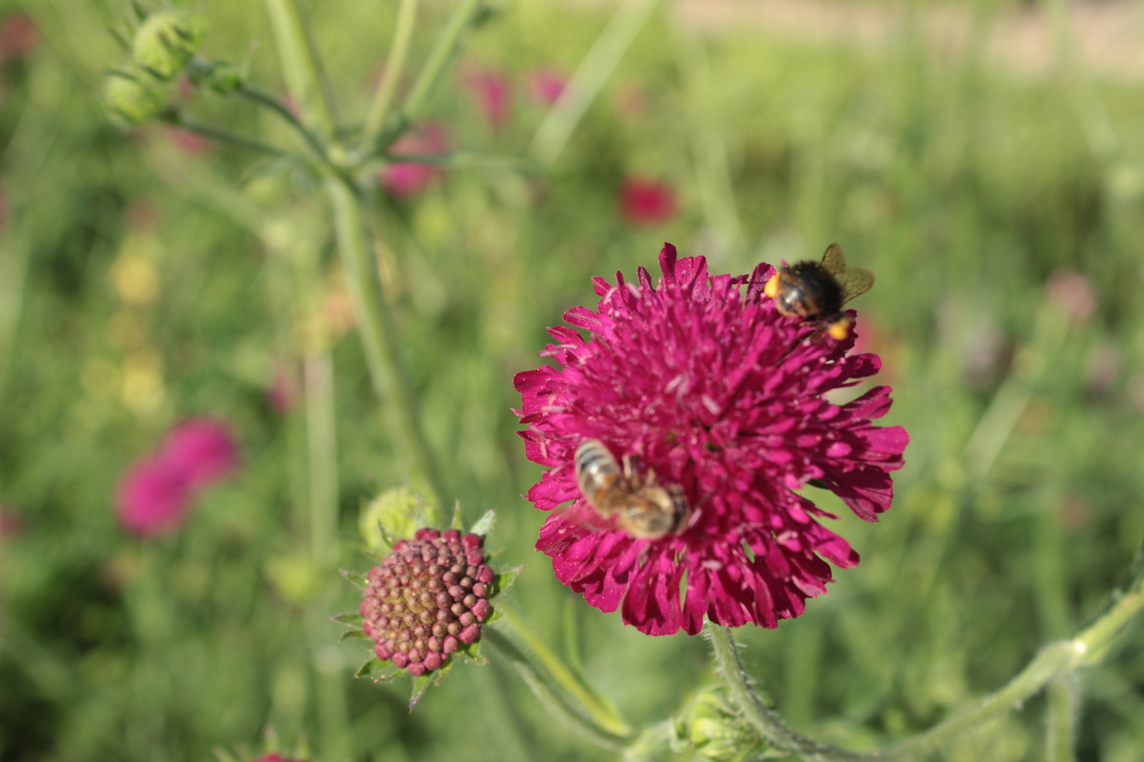 Pinkfarbene Blüte mit Bienen