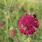 Pinkfarbene Blüte mit Bienen