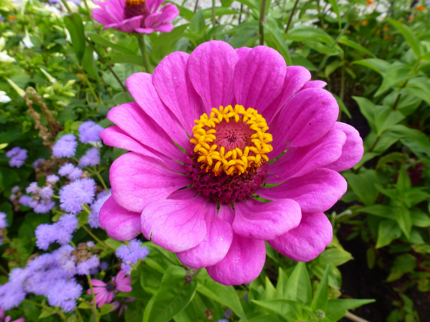 Pinkfarbene Blüte mit gelbem Blütenkranz