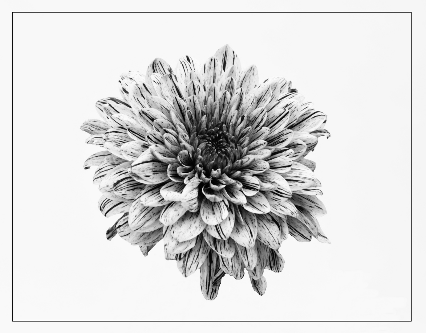 Pinkfarbene Blume monochrom 