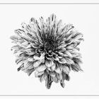 Pinkfarbene Blume monochrom 