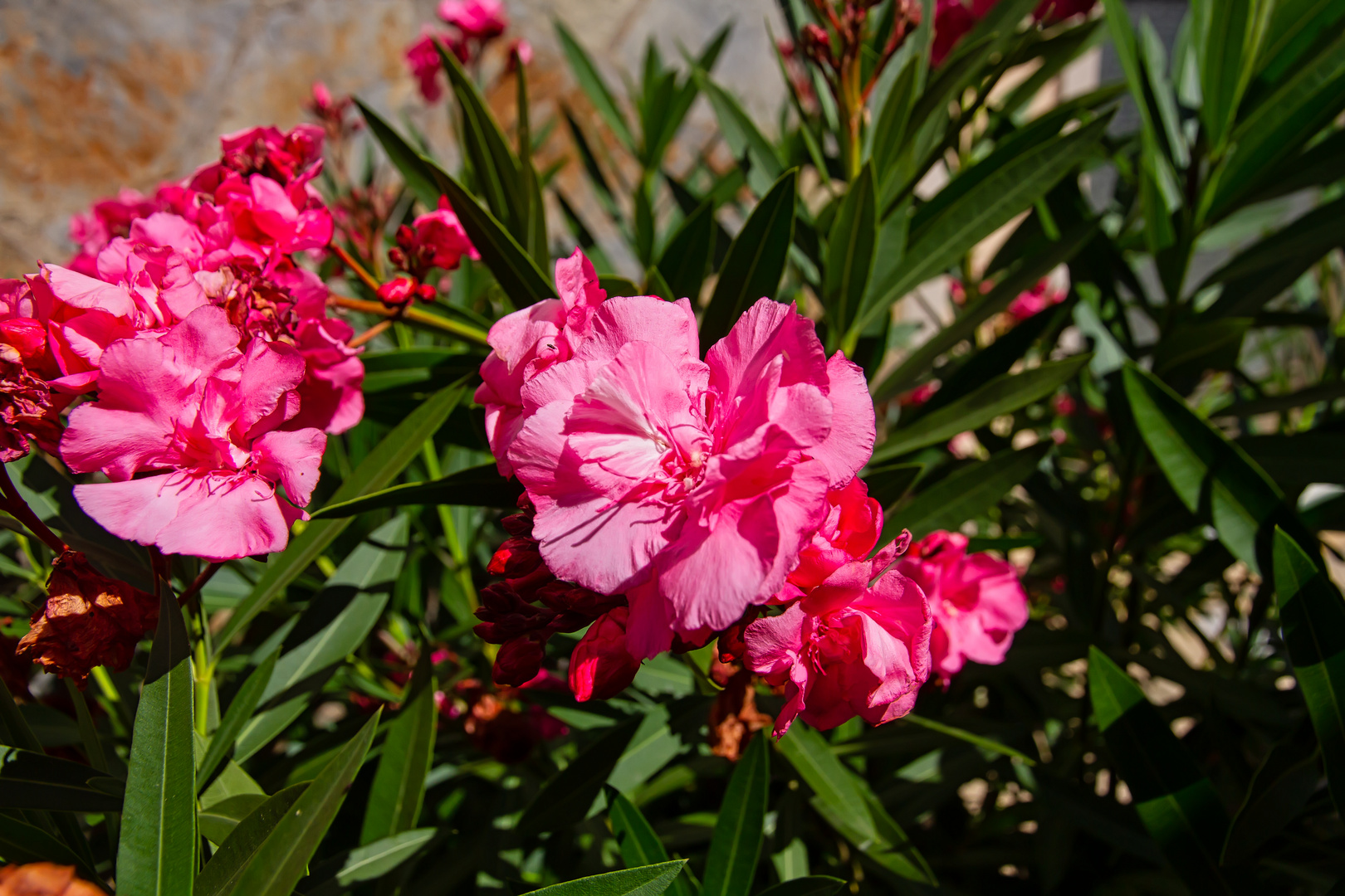 Pinkfarbene Oleanderblüten