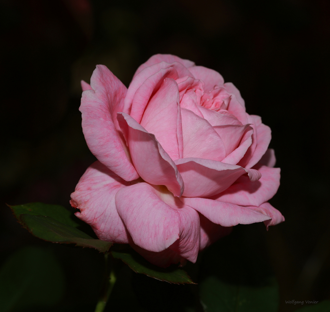 pinkfarbene Rose 