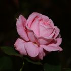 pinkfarbene Rose 