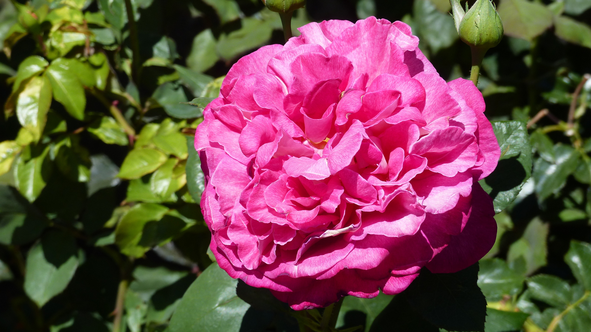 Pinkfarbene Rosenblüte mit Duft - 