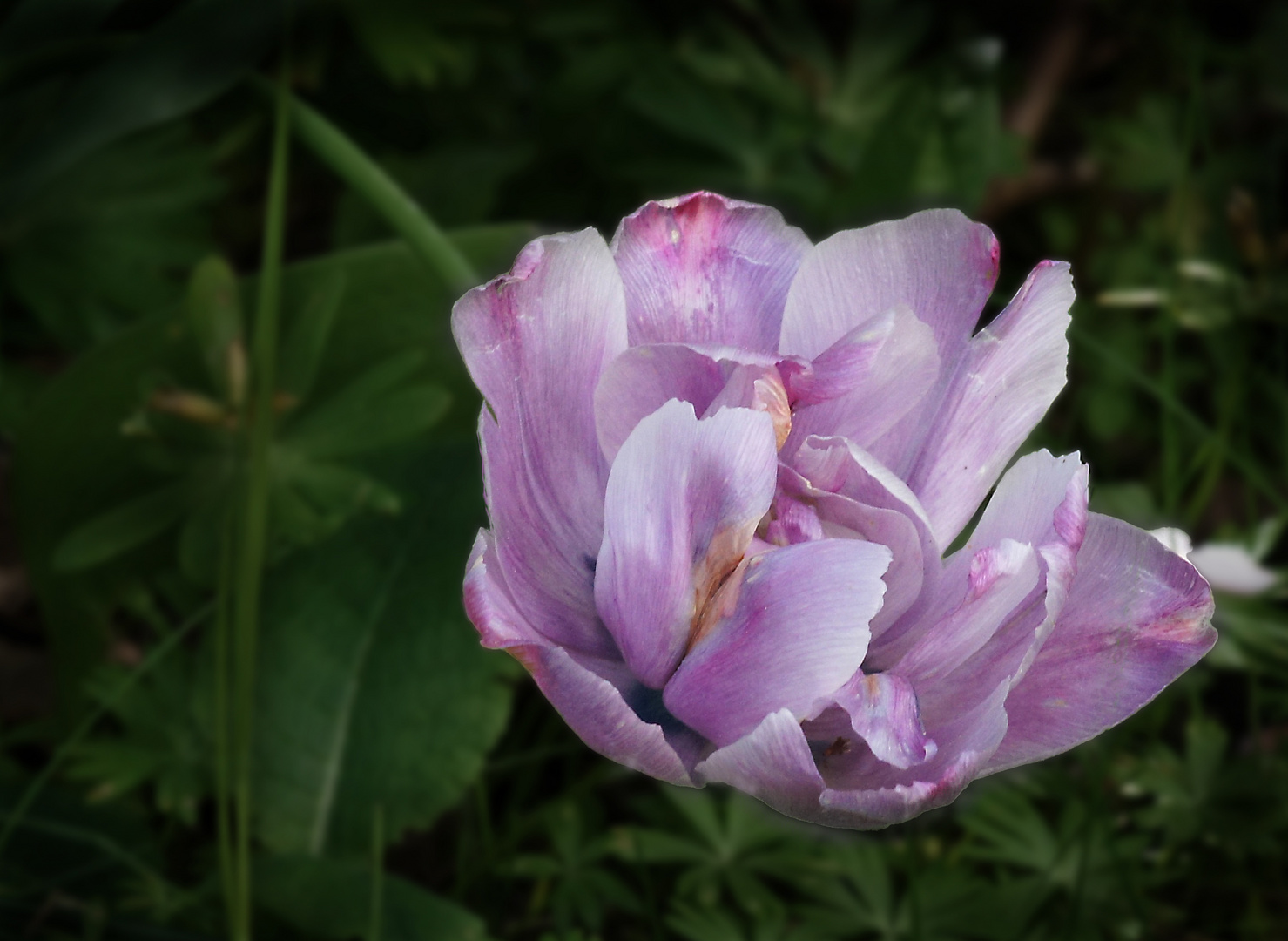 Pinkfarbene Tulpe