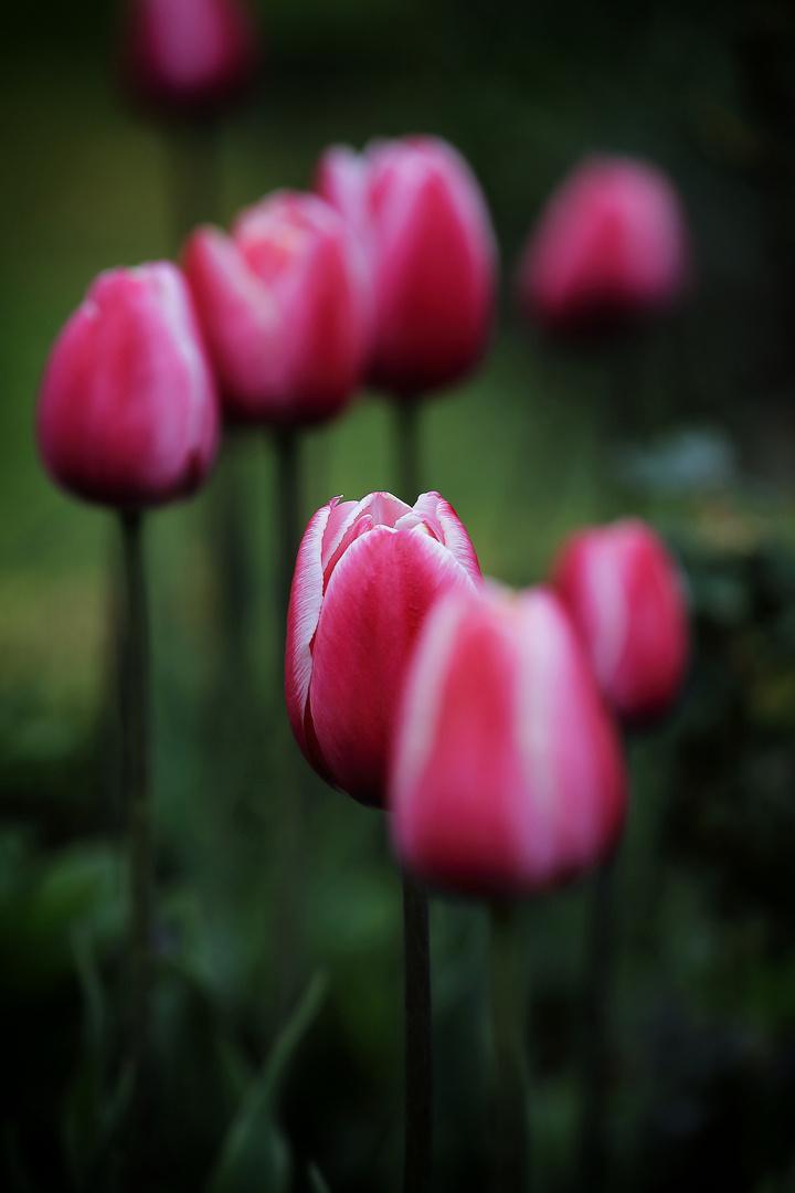 Pinkfarbene Tulpen