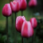 Pinkfarbene Tulpen