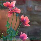 pinkfarbener Mohn