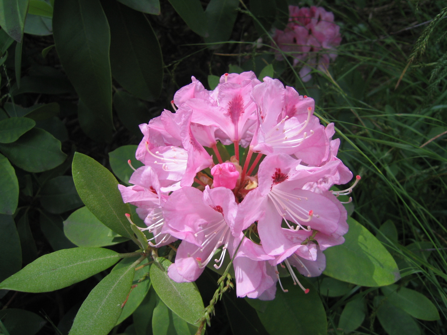 Pinkfarbener Rhododendron