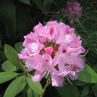 Pinkfarbener Rhododendron