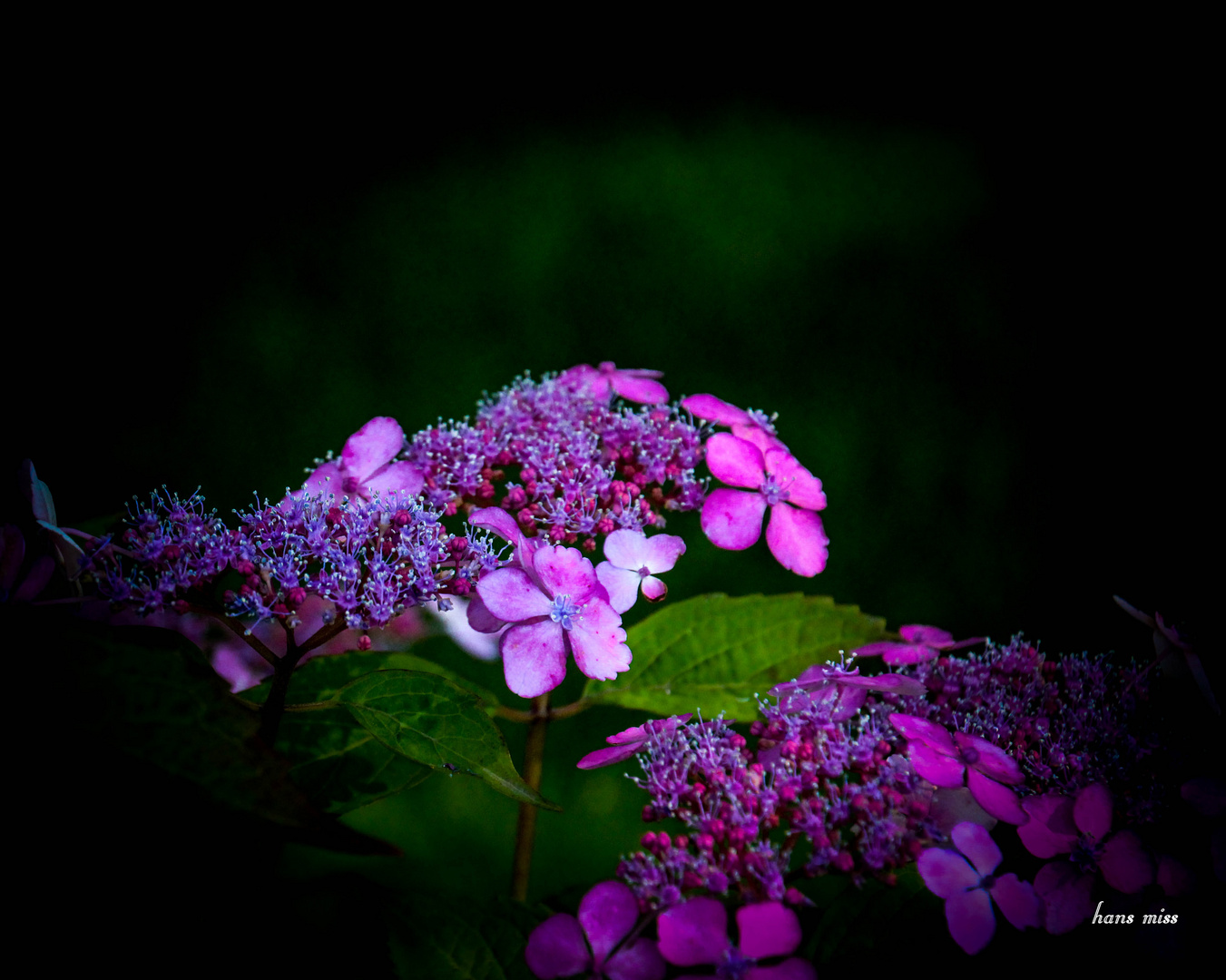 pinkfarbige Hotensie