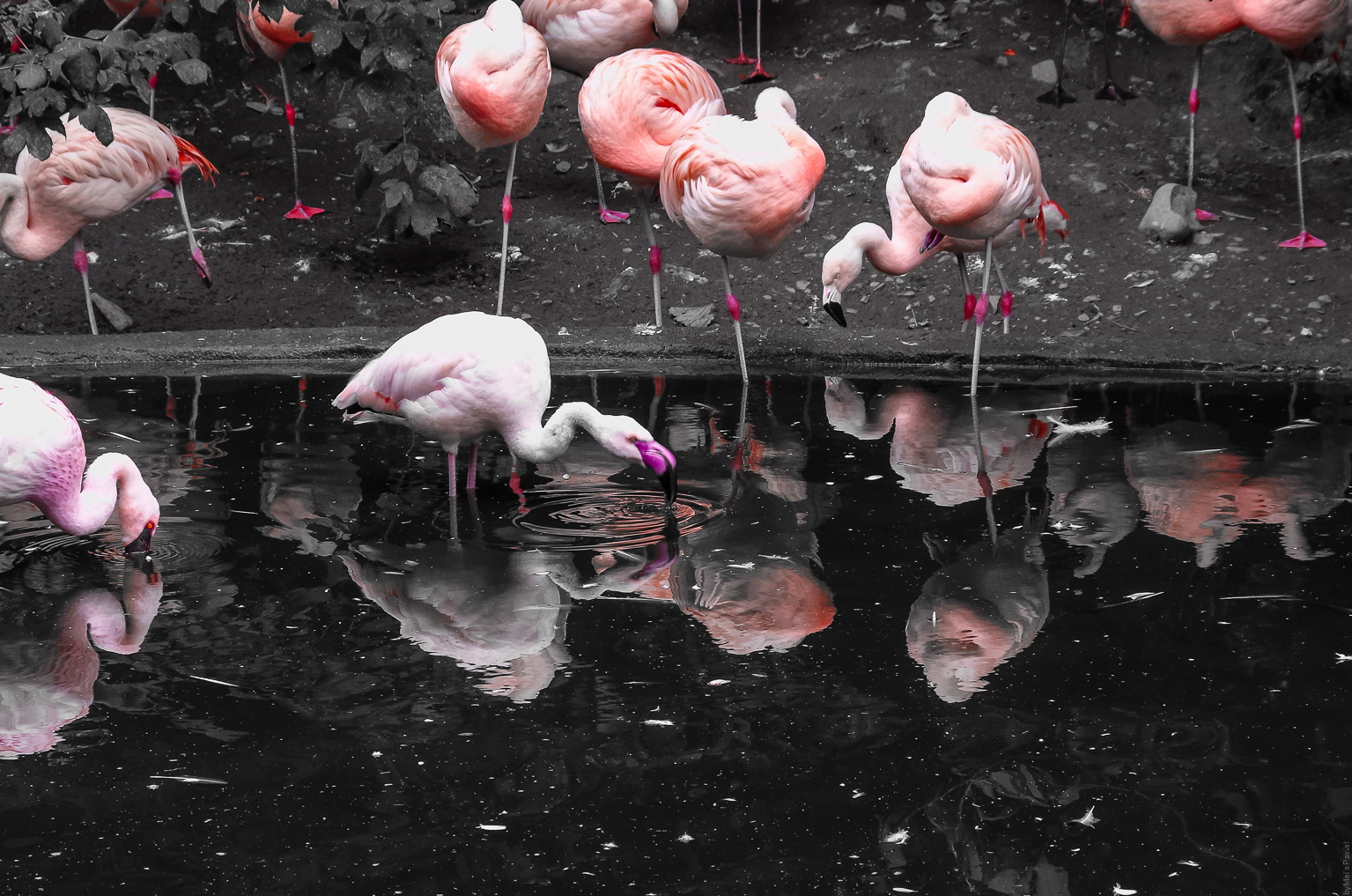 PinkFlamingo