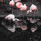 PinkFlamingo