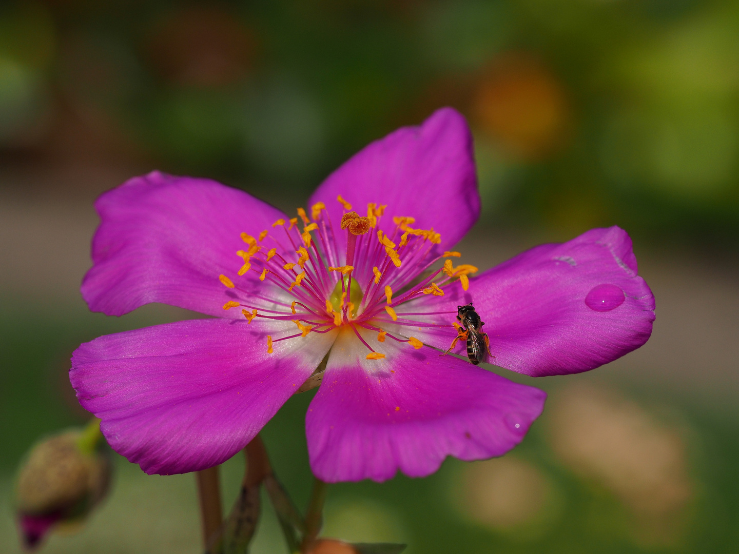 -- pinkige Blüte mit etwas Gelb --