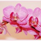 Pinkish Orchid