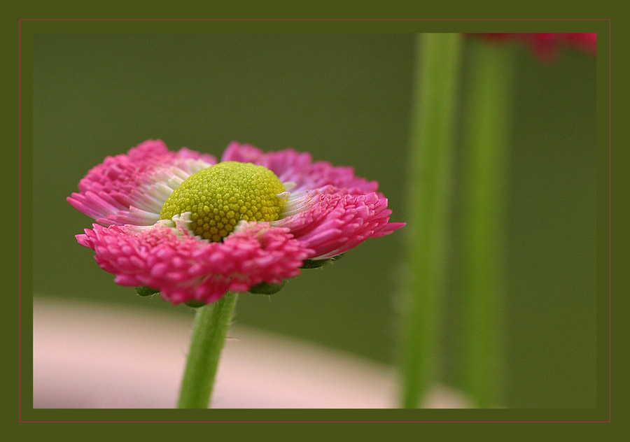 Pink'n'Green