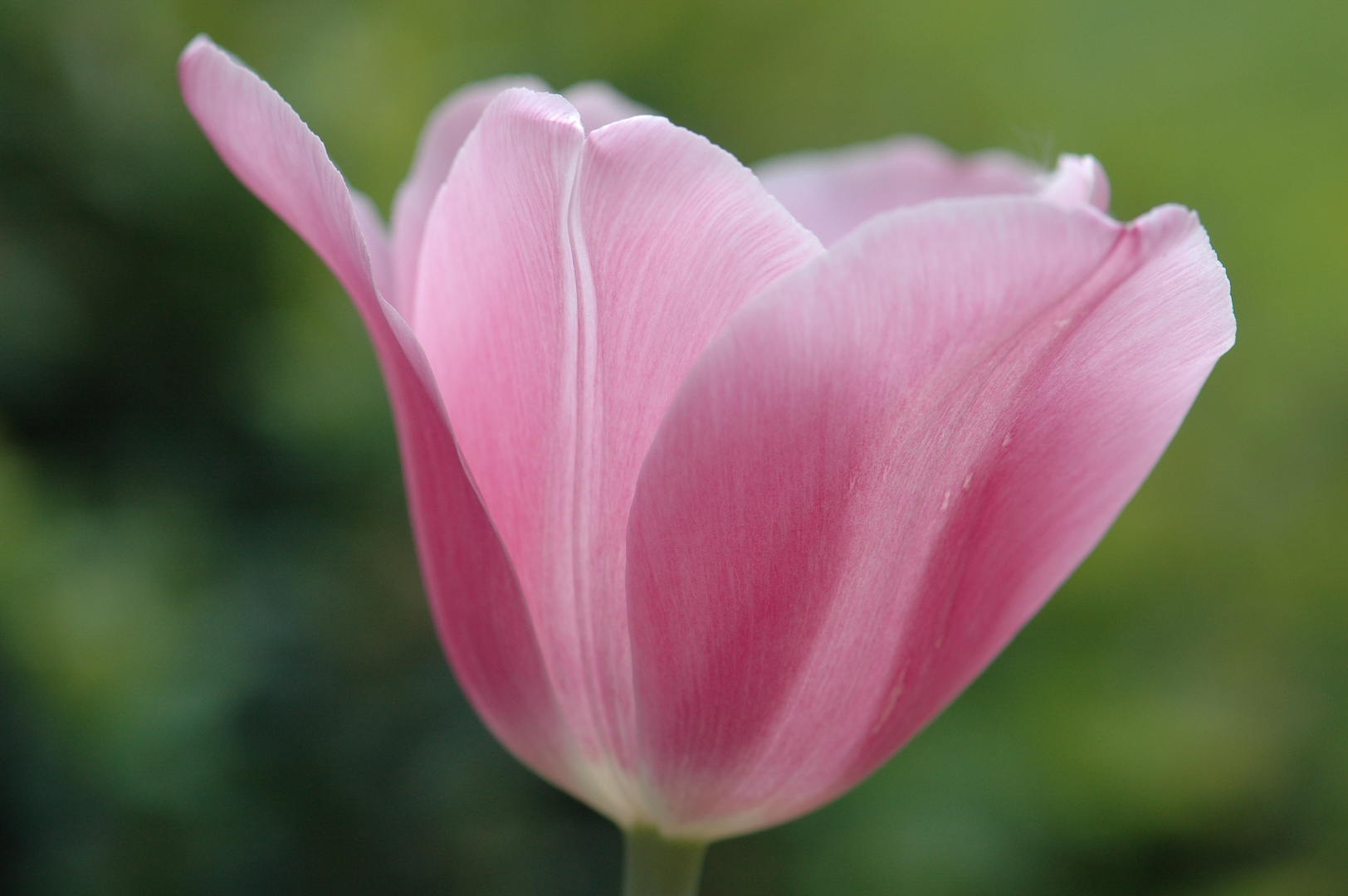 Pinkrosa Tulpe