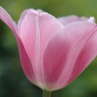 Pinkrosa Tulpe