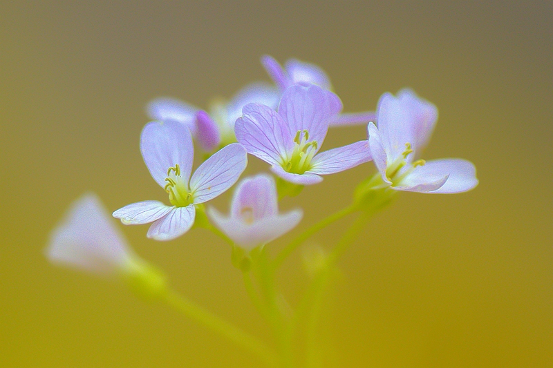 Pinksterbloem