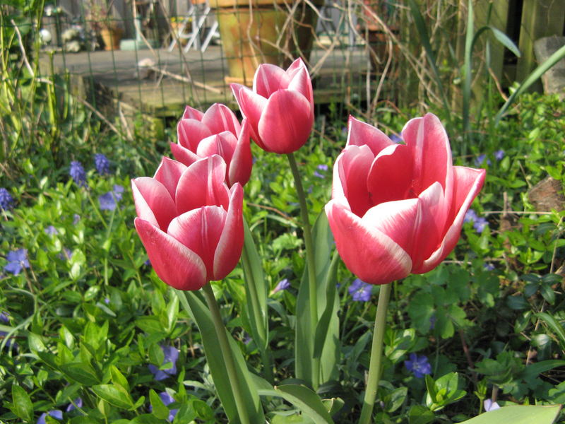 Pink/white tulips