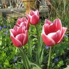 Pink/white tulips