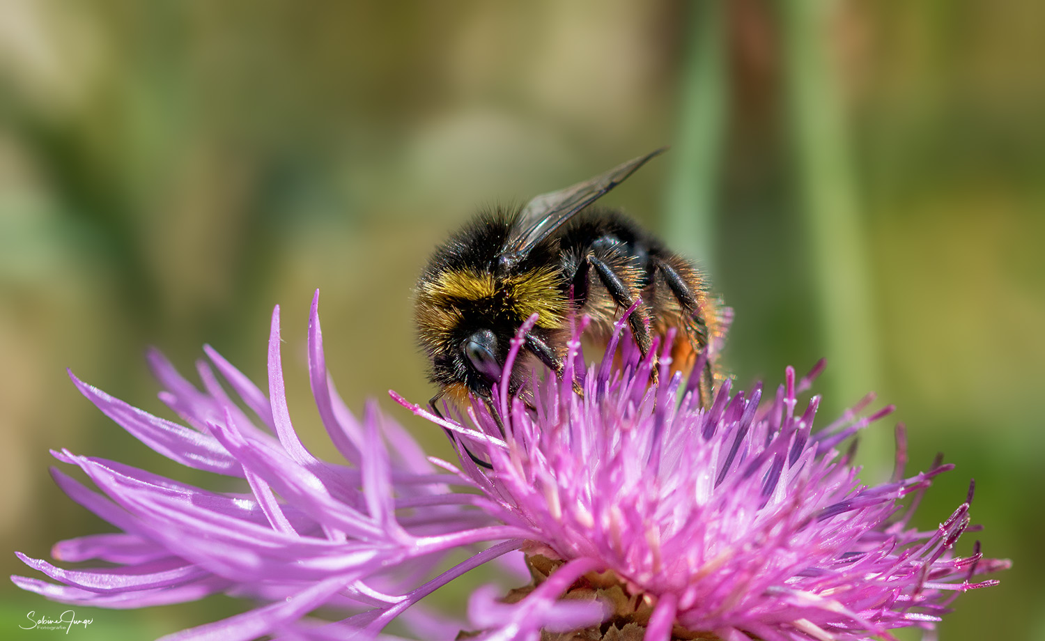 Pinky auf 'ner Flockenblume