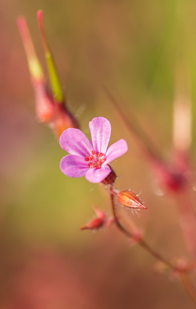 Pinky die Blüte