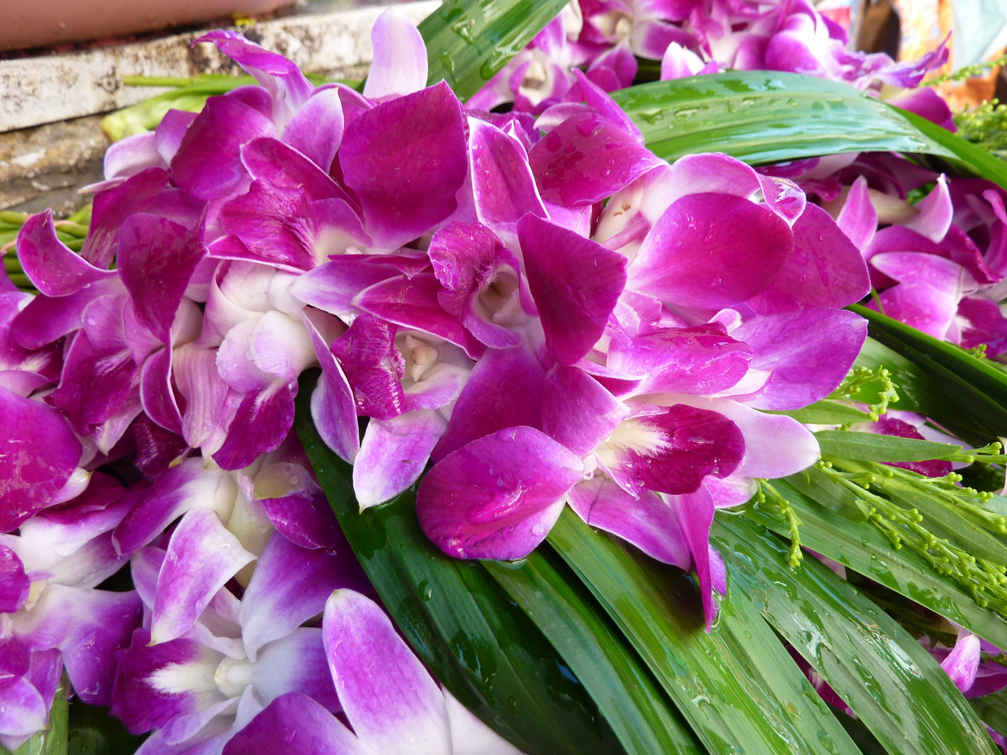 Pinky Orchideen Flower