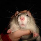 Pinky, unsere Ratte