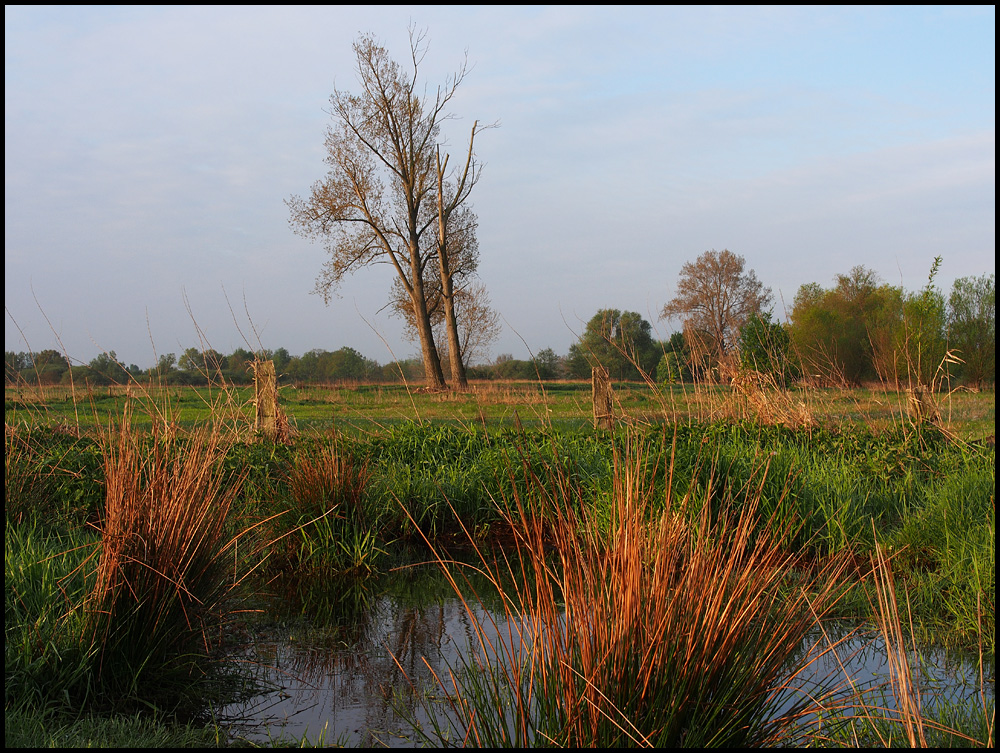 Pinnauwiesen am Morgen