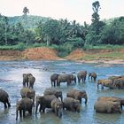 Pinnawala Elephant Orphanage