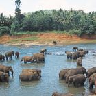 Pinnawala Elephant Orphanage_1