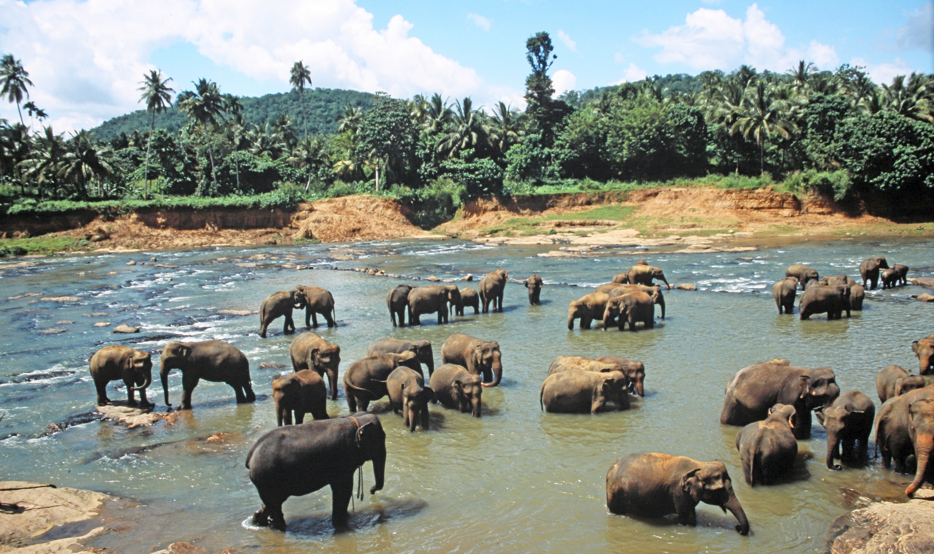 Pinnawala Elephant Orphanage_2