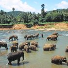 Pinnawala Elephant Orphanage_2