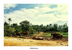 Pinnawala, Sri Lanka