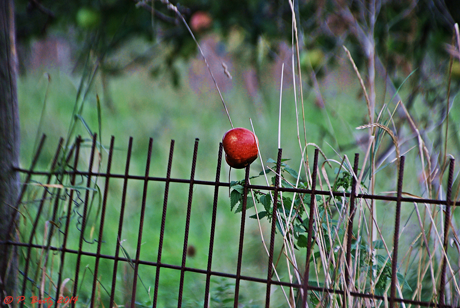 Pinned on a fence