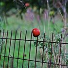 Pinned on a fence