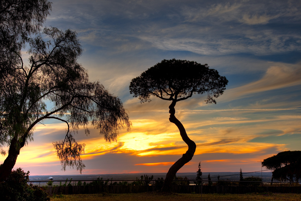 Pino al atardecer de Pedro Terrades Garrido 