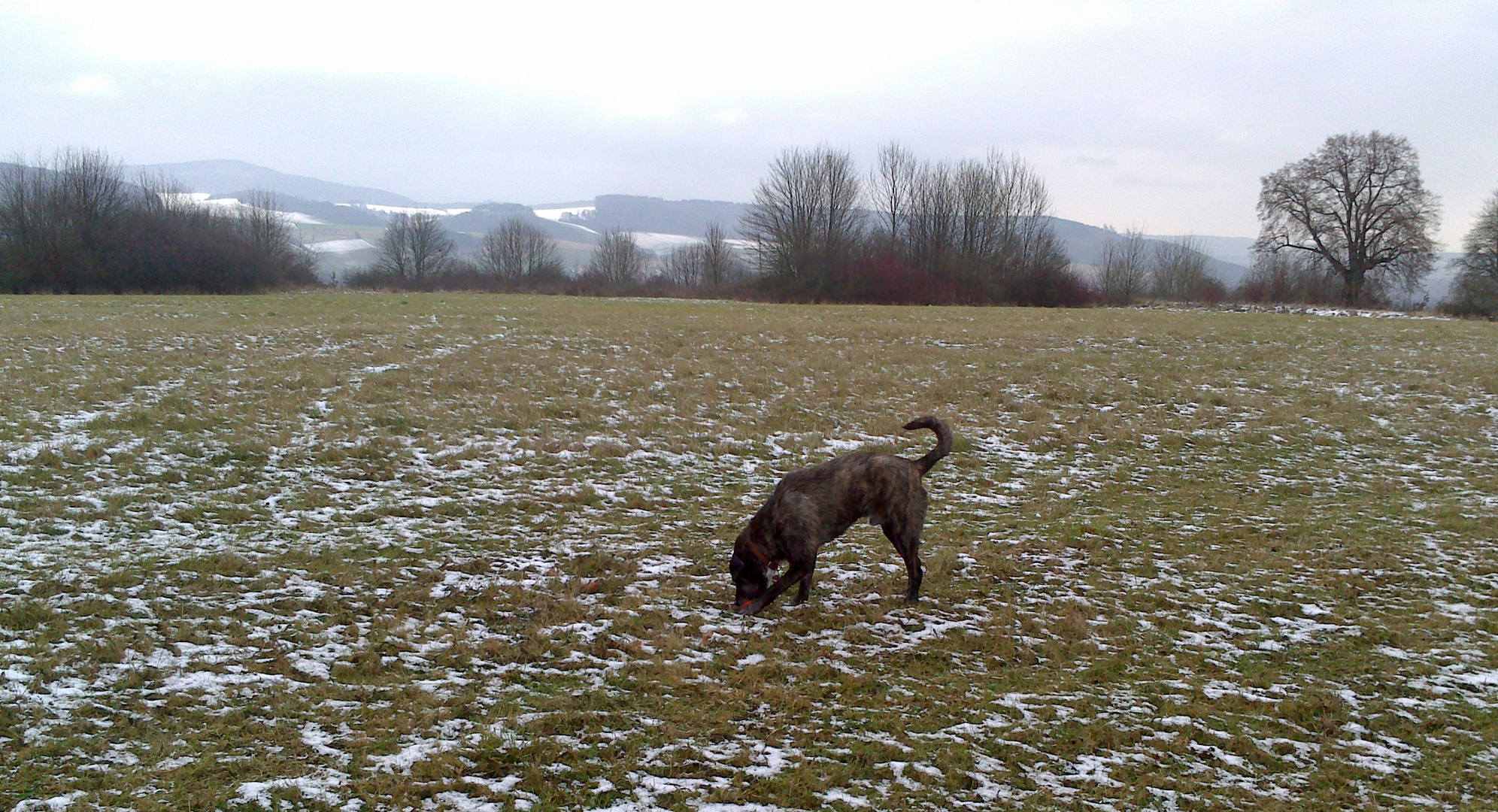 Pino auf seiner Lieblingswiese ,das Segelfluggelände im Winter.Die Flieger sind im Winterschlaf .