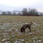 Pino auf seiner Lieblingswiese ,das Segelfluggelände im Winter.Die Flieger sind im Winterschlaf .