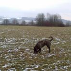 Pino auf seiner Lieblingswiese ,das Segelfluggelände im Winter.Die Flieger sind im Winterschlaf .