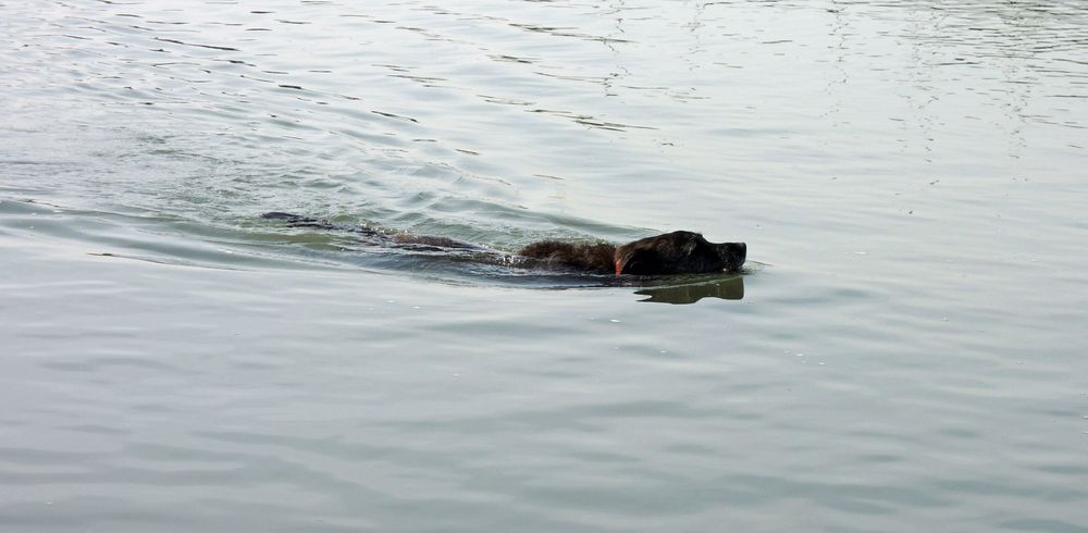 Pino bei seinen morgendlichen Schwimmrunden.