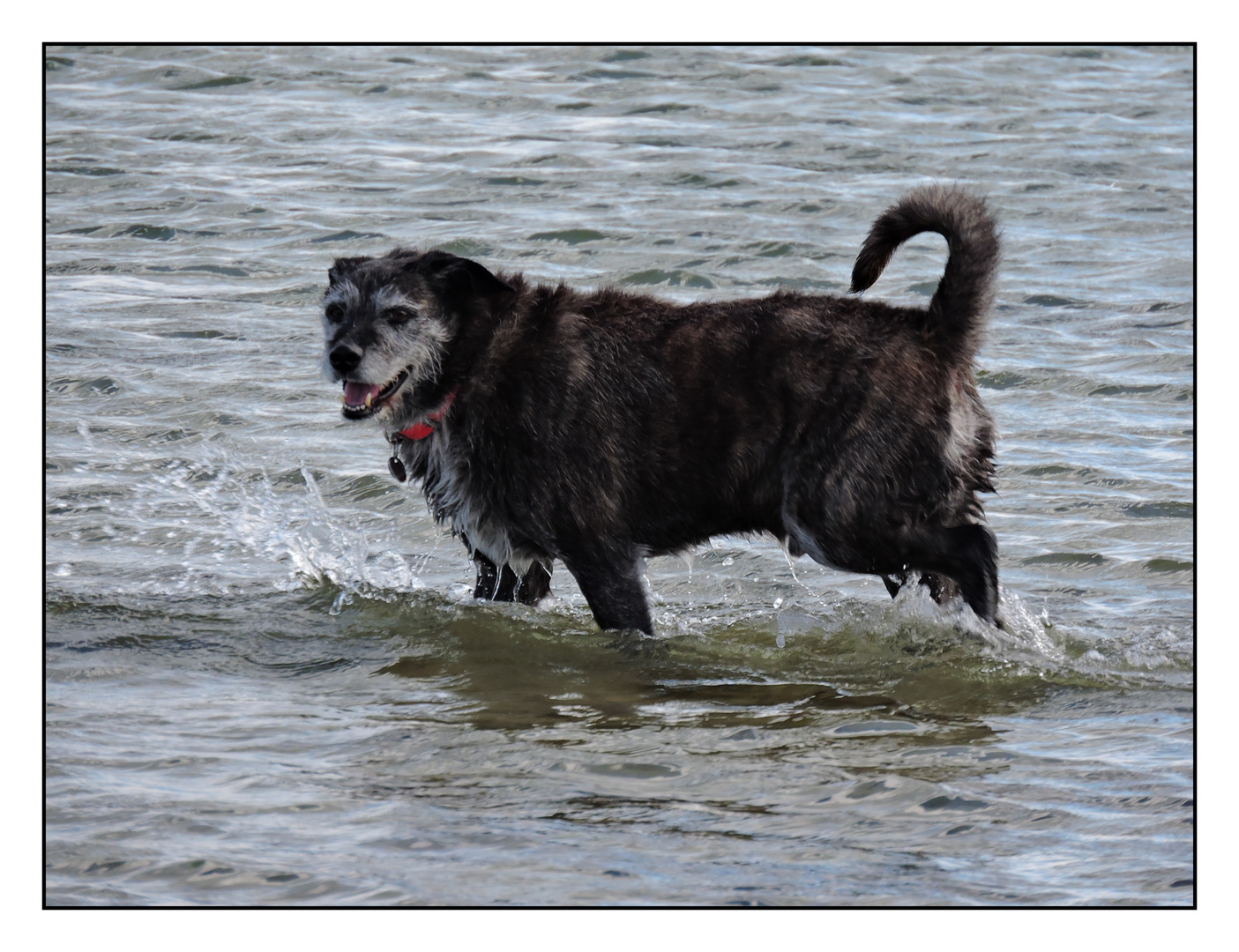 Pino beim Wasser treten 