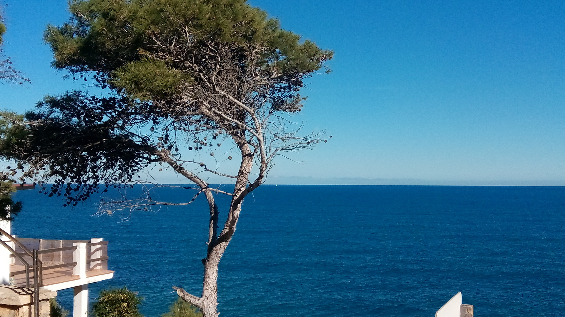 Pino con mar en la Marina Alta