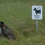 Pino hält sich an die Vorschriften,"Hunde an die Leine" ! Nur am Strand lief er ohne .